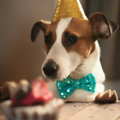 Jack Russell s cupcakem