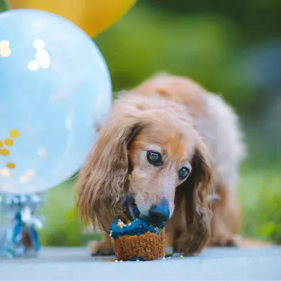 Jezevčík s cupcake oslava
