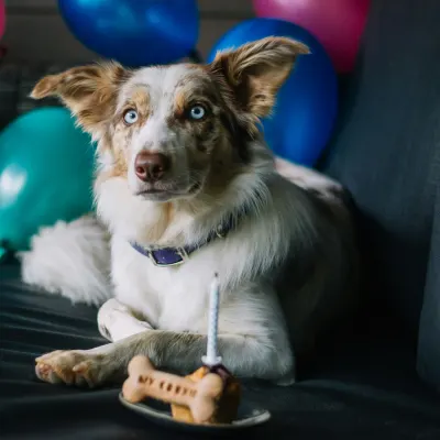 Pes s cupcake na oslavě