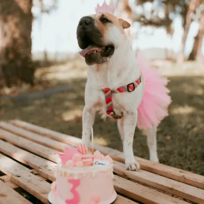 Pes s dortem s růžovou výzdobou