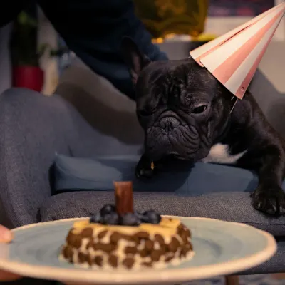 Štěně s dortem a narozeninovou čepicí